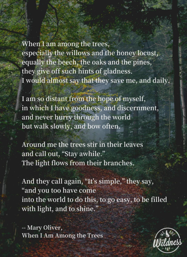 'When I Am Among The Trees' by Mary Oliver